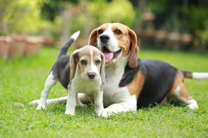 Beagle laying down with her puppy in the garden.