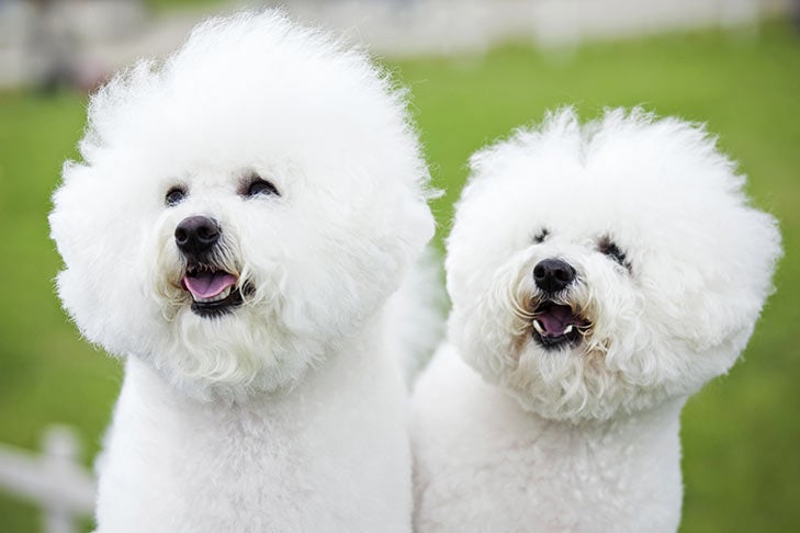 Bichon Frise head portrait outdoors.