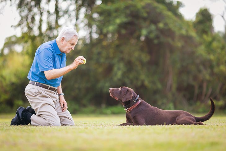 Chocolate Labrador Retriever ready to fetch a tennis ball about to be thrown by a senior man.