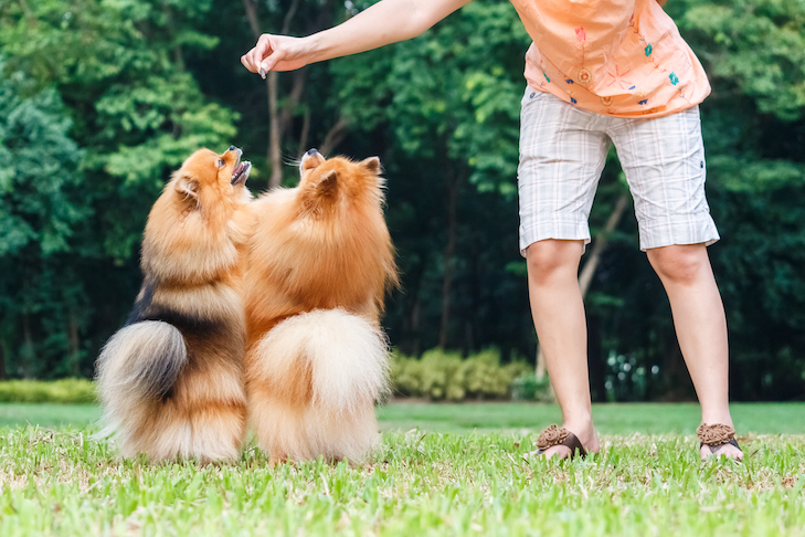Pomeranians being trained to dance outdoors.